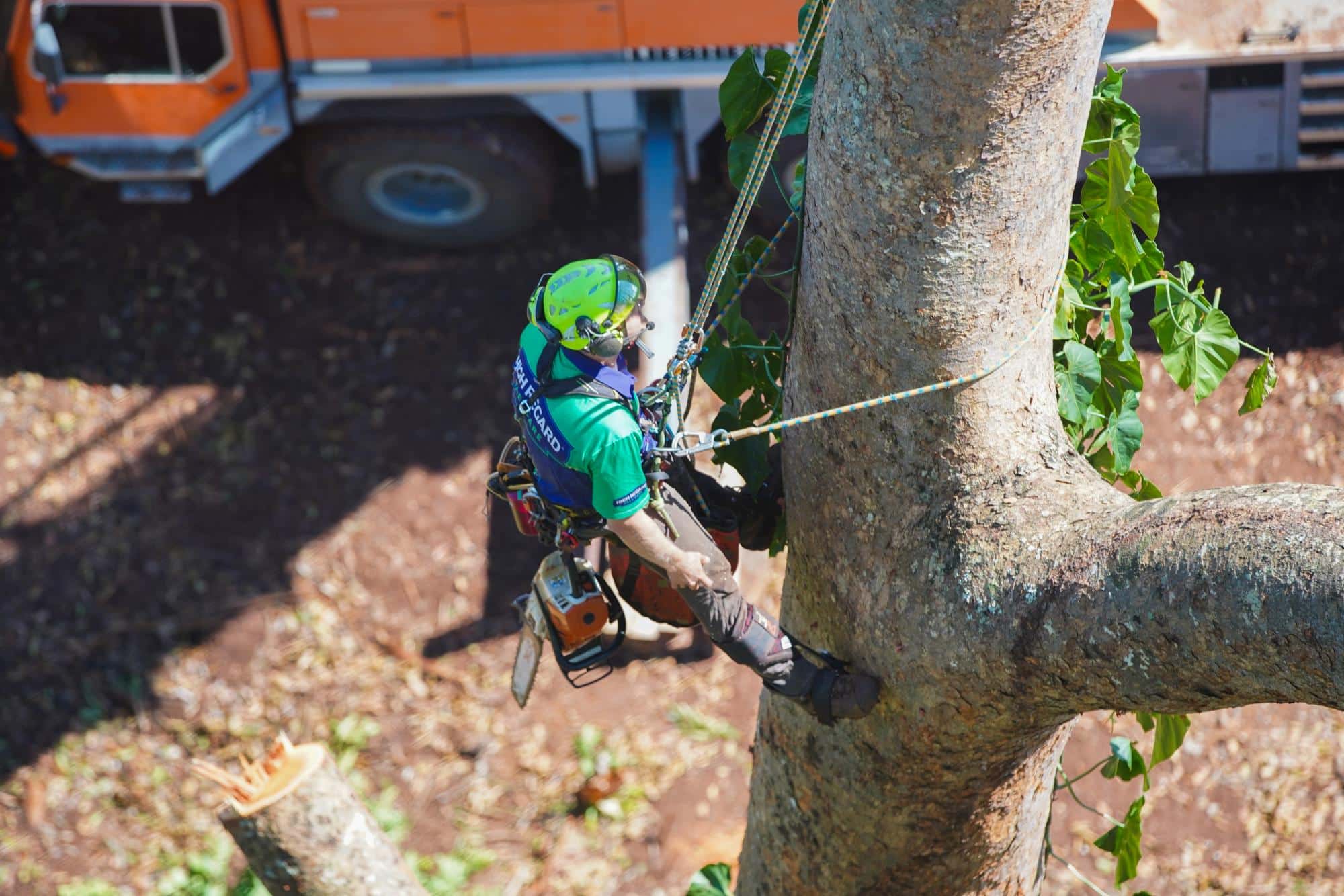 High Regard Tree Pruning